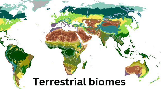 Terrestrial Biomes