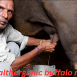 wellhealthorganic buffalo milk tag